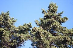 Haemorhous mexicanus