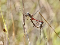 Sympetrum ambiguum