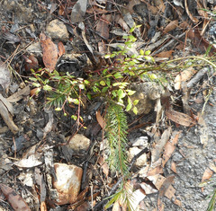 Grevillea mucronulata