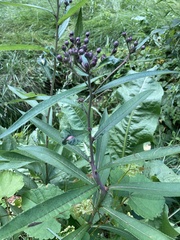 Vernonia noveboracensis