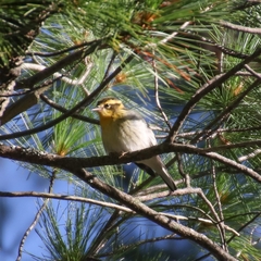 Setophaga fusca