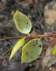 Grevillea mucronulata