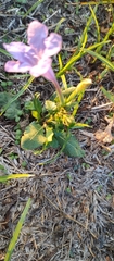 Ruellia nudiflora