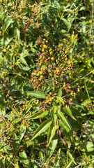 Lysimachia vulgaris