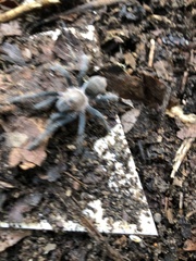 Theraphosinae