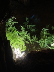 Polypodiopsida