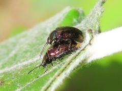 Phratora vitellinae