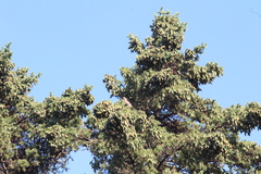 Haemorhous mexicanus