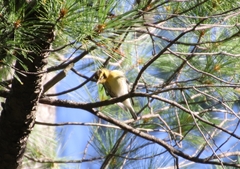 Setophaga fusca