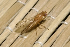 Opomyza florum