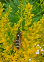 Vespula consobrina