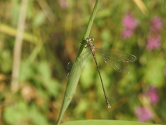 Chalcolestes parvidens