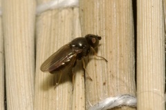 Oscinellinae