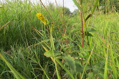 Agrimonia eupatoria