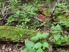 Salvia coccinea
