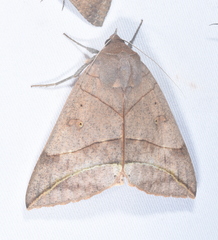 Thyas juno