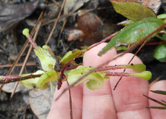 Grevillea mucronulata
