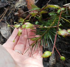 Grevillea mucronulata