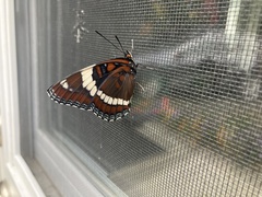 Limenitis arthemis arthemis