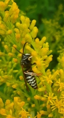 Vespula consobrina