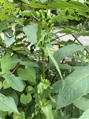 Erechtites hieraciifolius