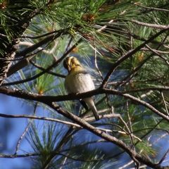 Setophaga fusca