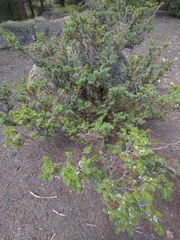Juniperus