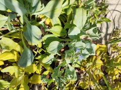 Mertensia simplicissima