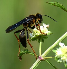 Sphex flavovestitus