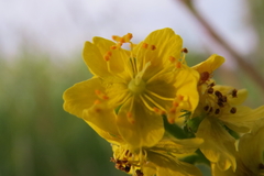 Agrimonia eupatoria