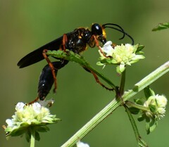 Sphex flavovestitus