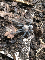 Theraphosinae