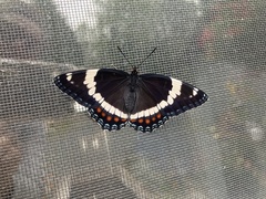 Limenitis arthemis arthemis
