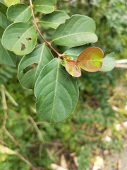 Lagerstroemia subcostata