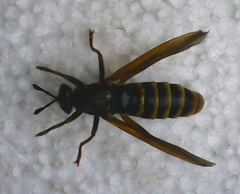 Mydidae