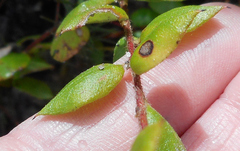 Grevillea mucronulata