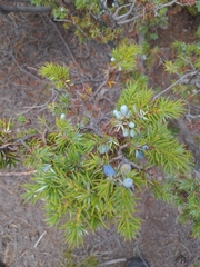 Juniperus