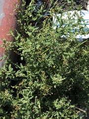 Chenopodium ficifolium