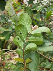 Lagerstroemia subcostata