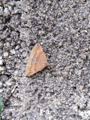 Pechipogo plumigeralis