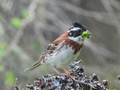 Emberiza rustica