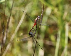 Sympetrum ambiguum