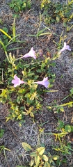 Ruellia nudiflora