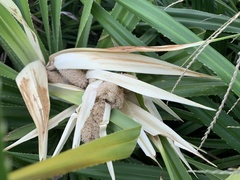 Pandanus odorifer