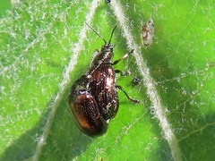 Phratora vitellinae