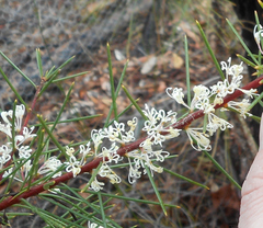 Hakea