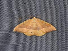 Watsonalla cultraria