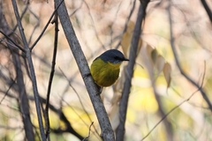 Eopsaltria australis