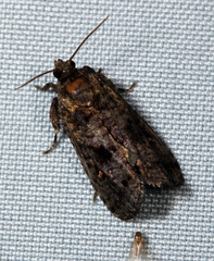 Cryptaspasma bipenicilla