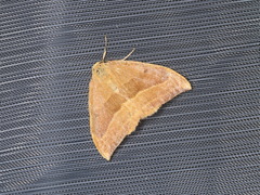 Watsonalla cultraria